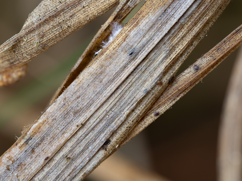 Sistotrema oblongisporum